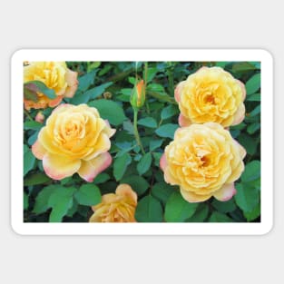 Yellow With Pink Tip Roses Sticker
